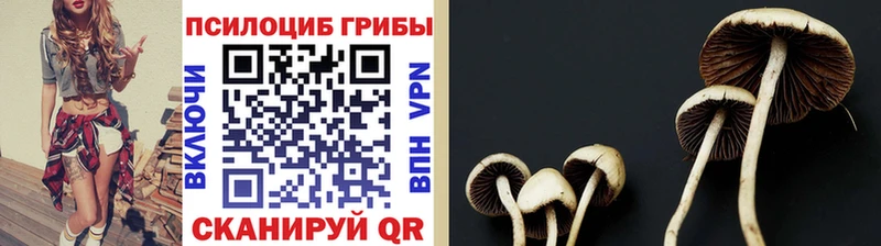 darknet телеграм  hydra как зайти  Богучар  Псилоцибиновые грибы мицелий 